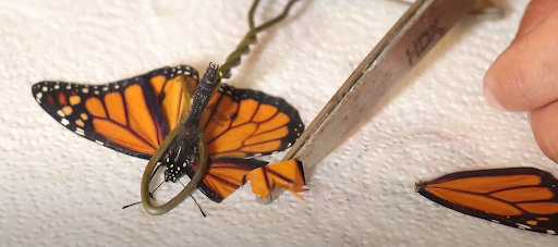 Can This Butterfly Fly With a Prosthetic Wing?