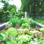 Home gardens