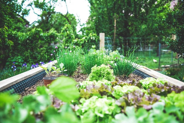 Home Gardens Can Save You HUNDREDS On Groceries
